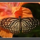 Schmetterling 2