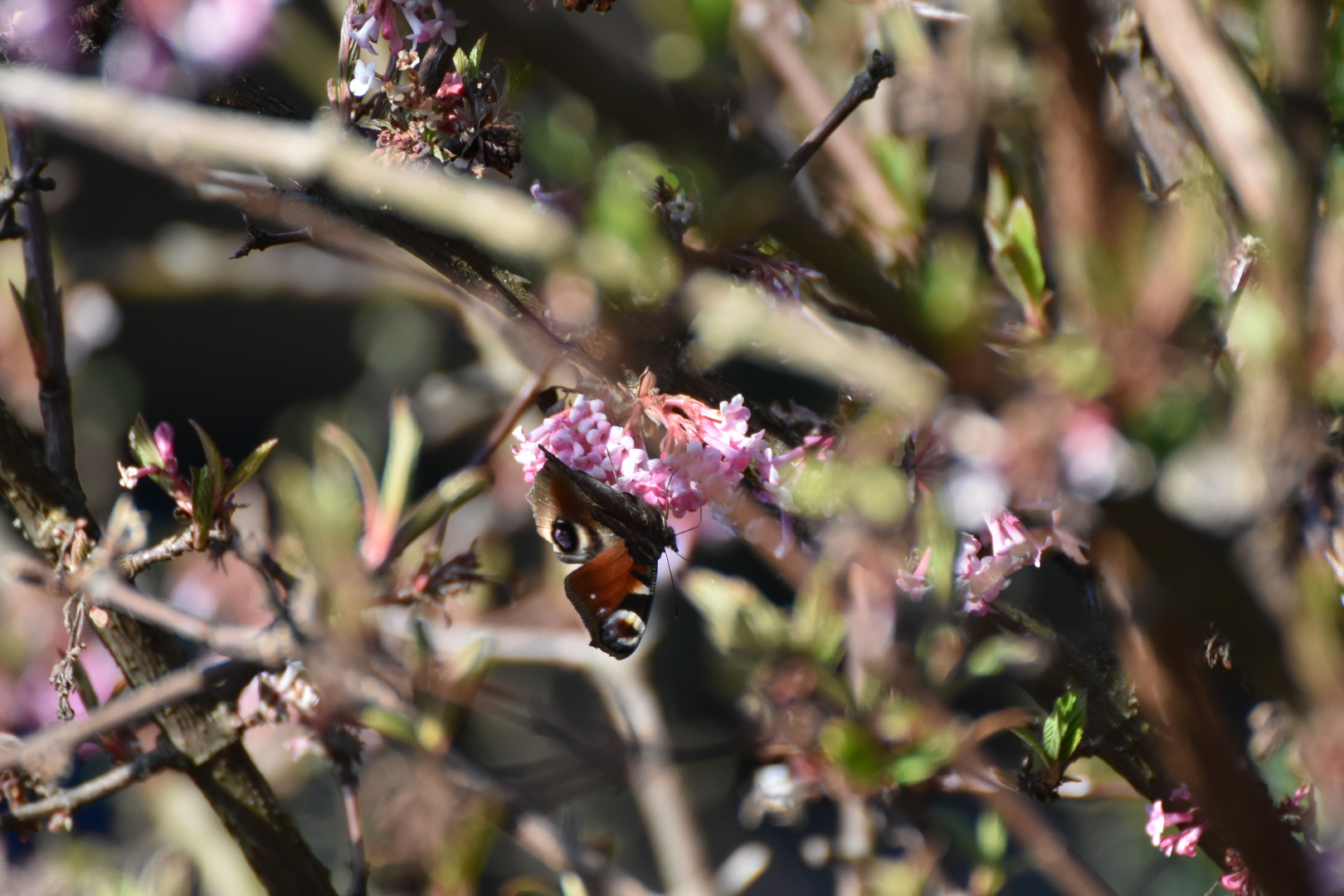 Schmetterling 2