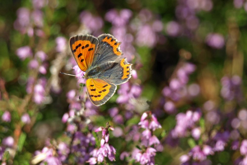 Schmetterling 2