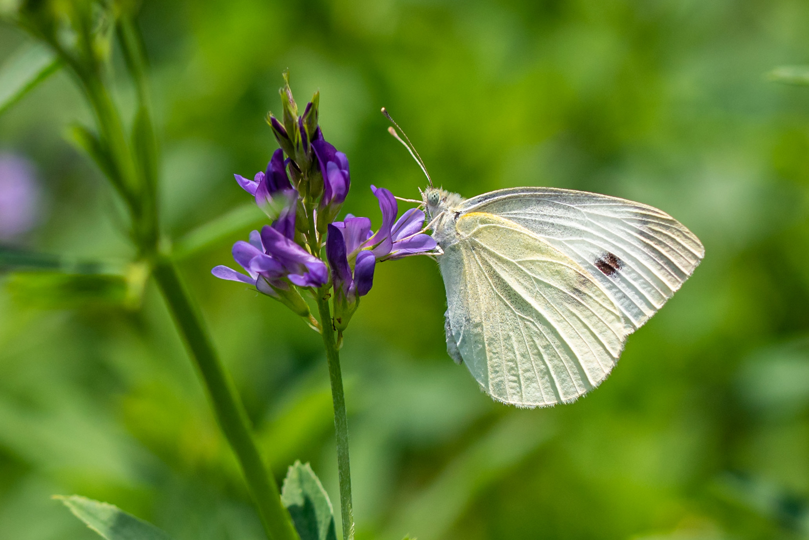 Schmetterling 2