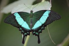 Schmetterling 2