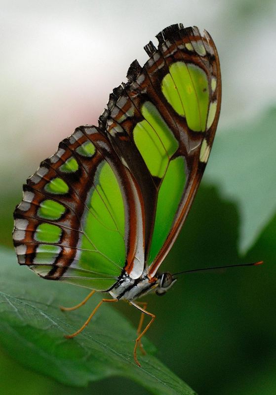 Schmetterling 2