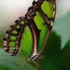 Schmetterling 2