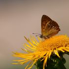 Schmetterling 2