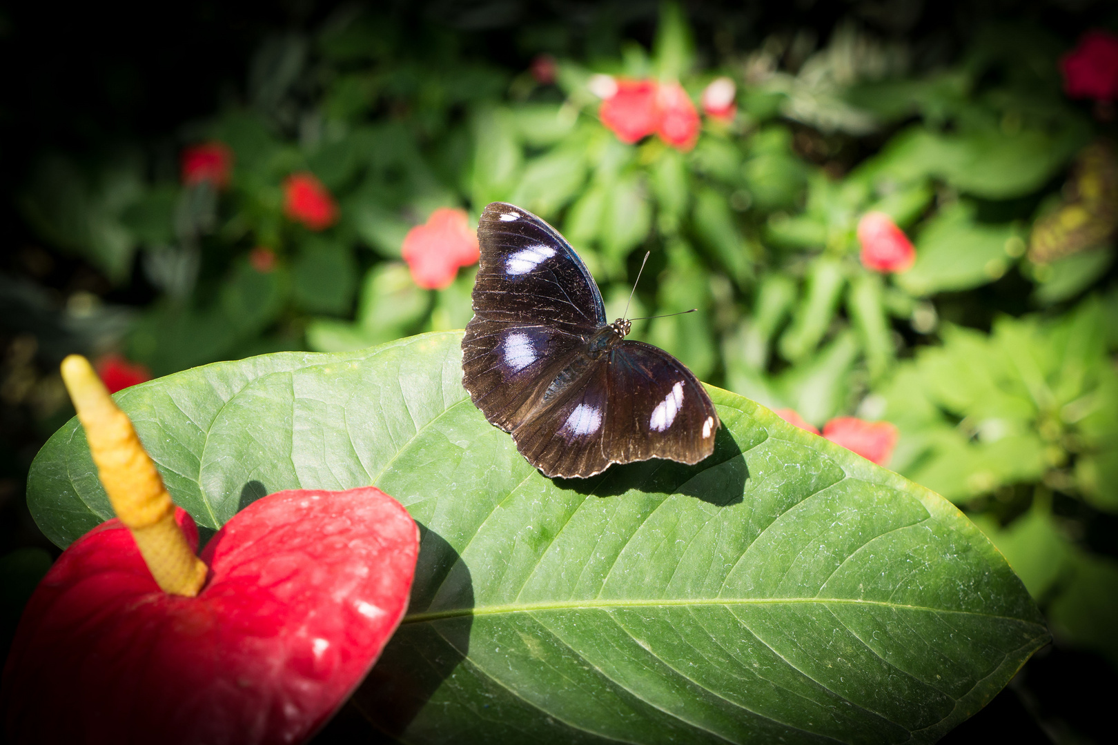 Schmetterling 2