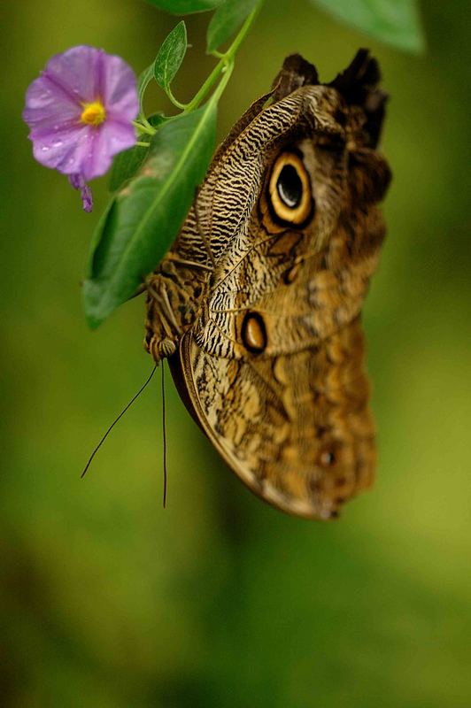 Schmetterling 2