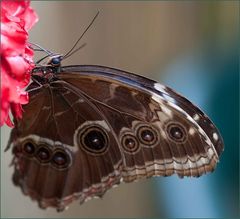 Schmetterling 2 Name mir leider unbekannt