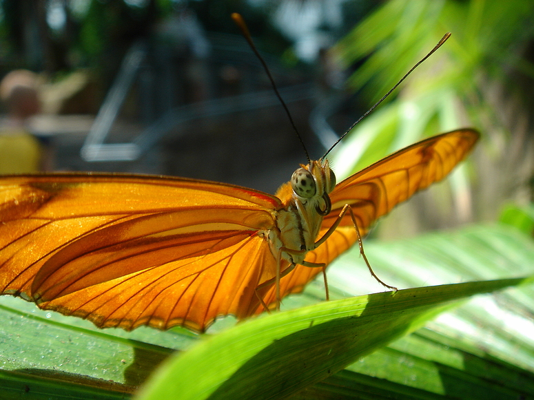 Schmetterling 2 - Nur Fußball im Auge :-)