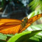 Schmetterling 2 - Nur Fußball im Auge :-)