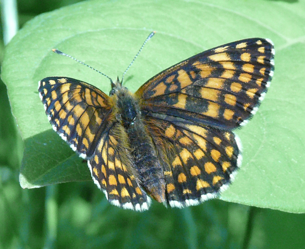 Schmetterling 2. Versuch