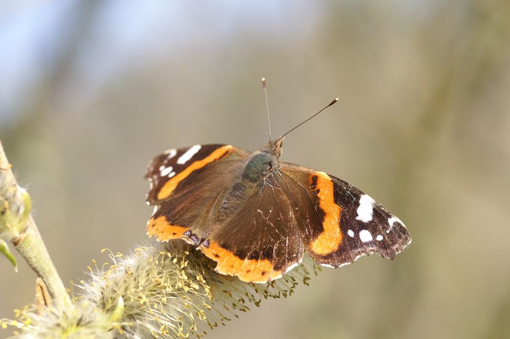 Schmetterling 2007 mein erster..