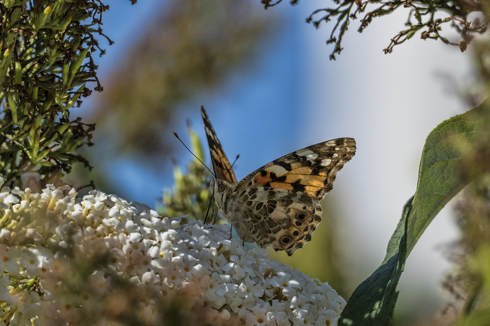 Schmetterling - 20081901