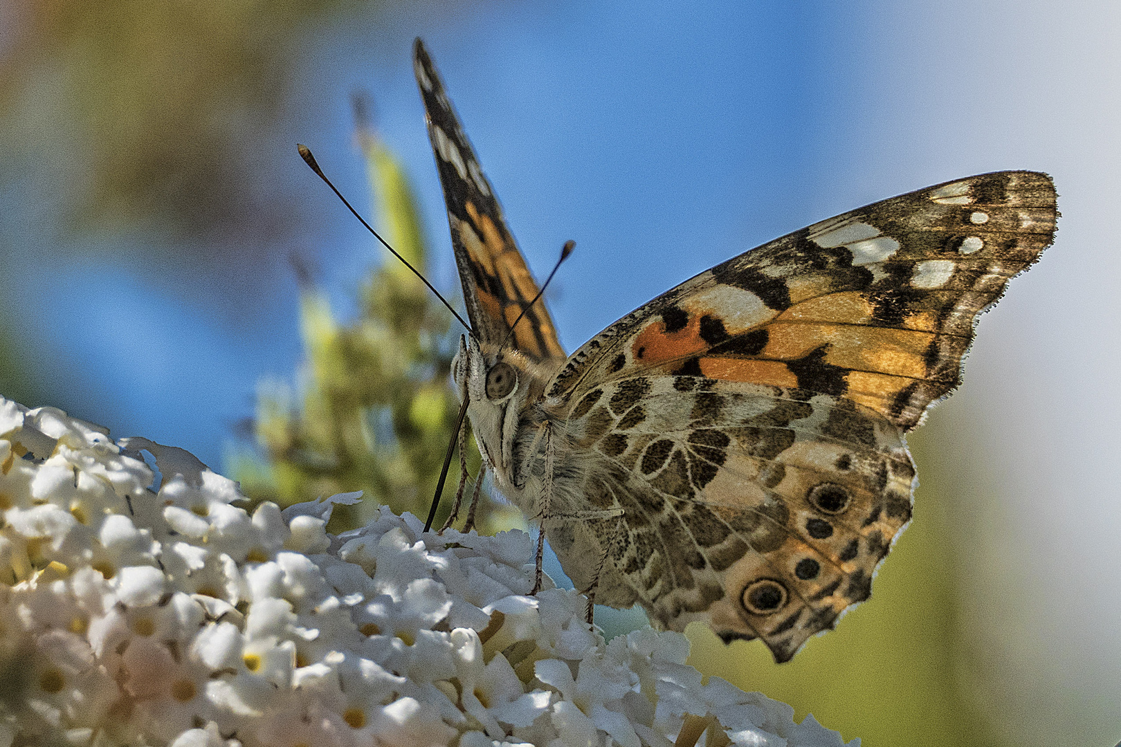 Schmetterling - 20081902