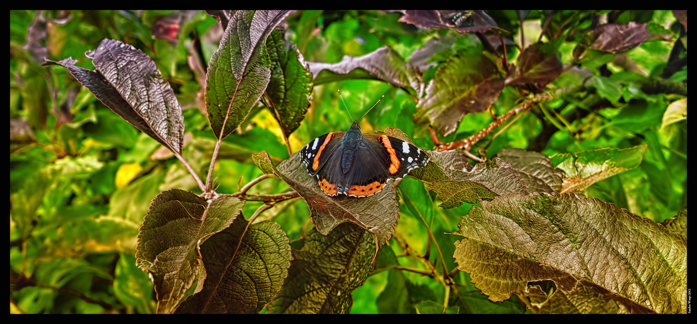 Schmetterling 2012