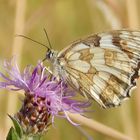 Schmetterling 2014