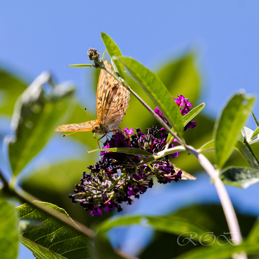 Schmetterling-20180811-24386