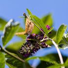 Schmetterling-20180811-24386