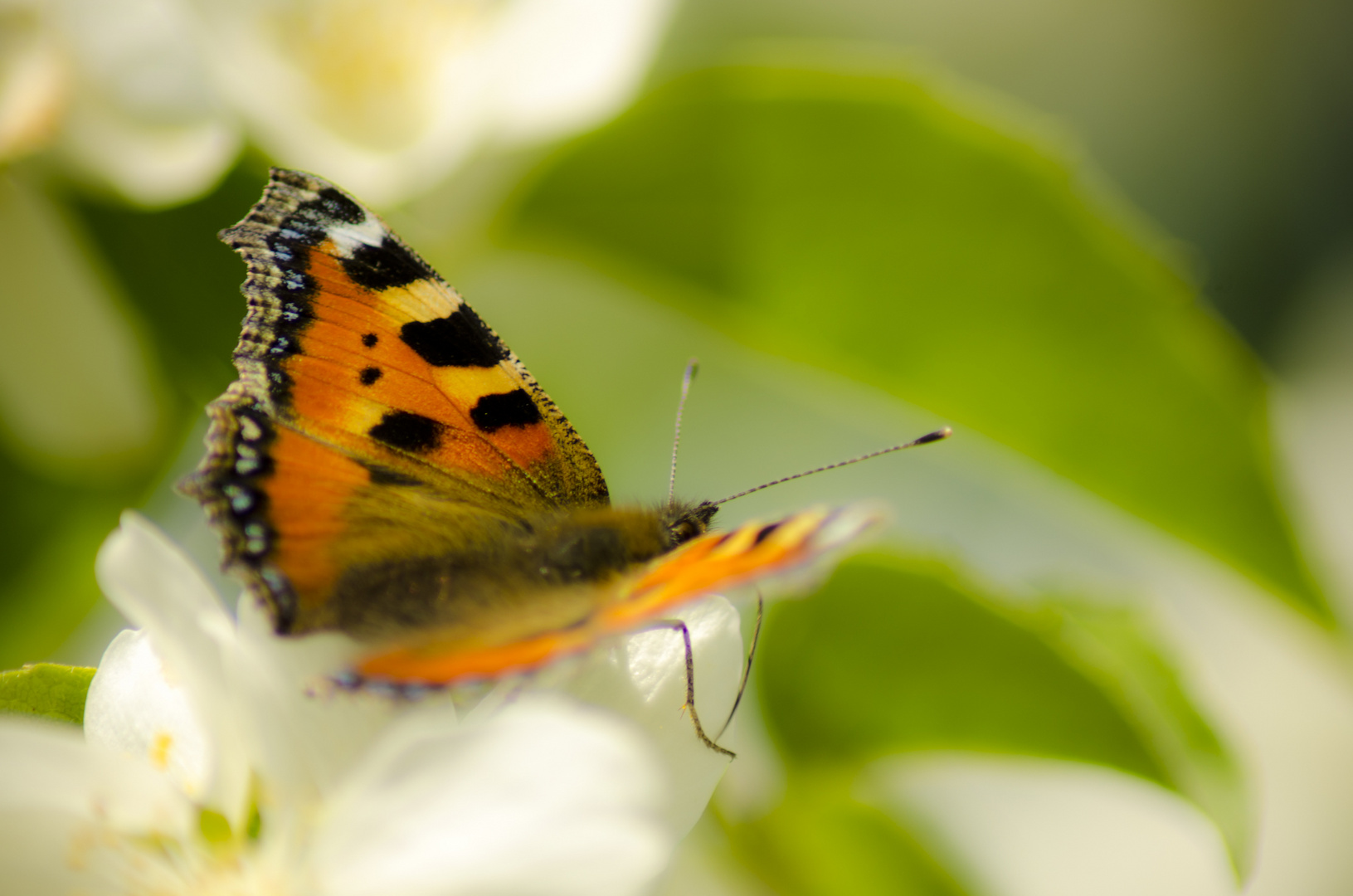 Schmetterling