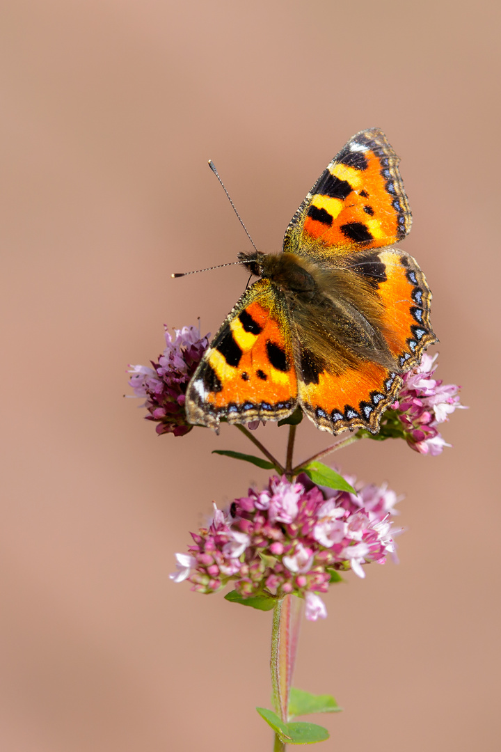 Schmetterling