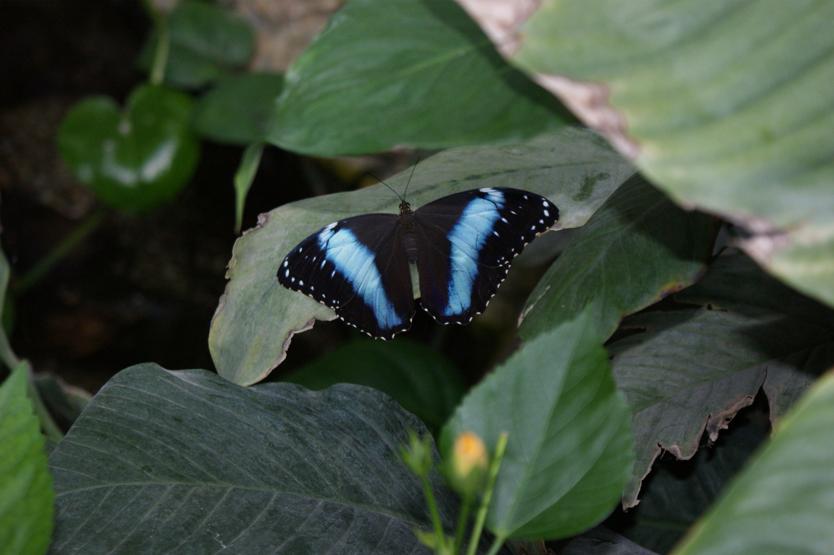 Schmetterling...