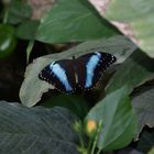 Schmetterling...