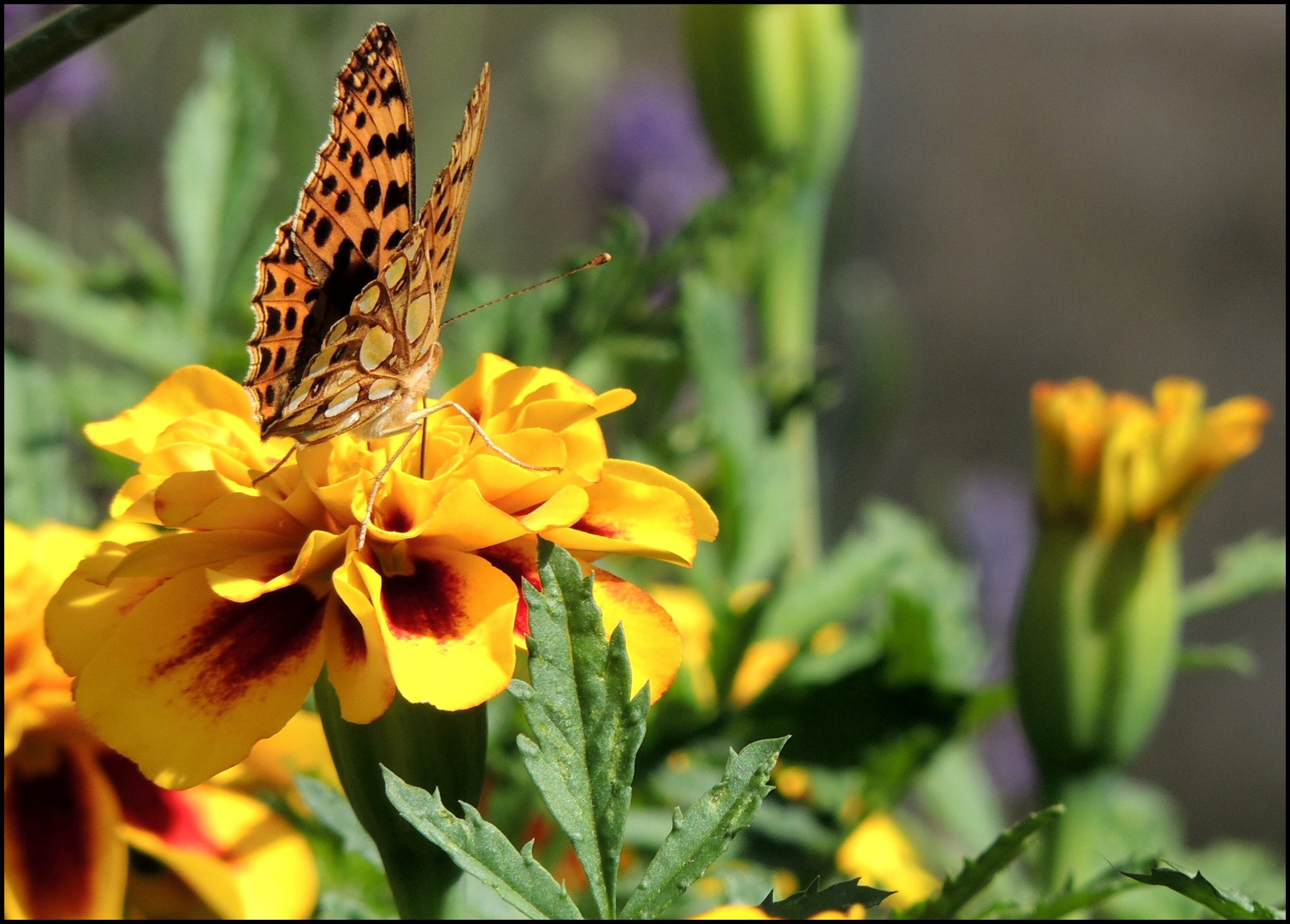 Schmetterling