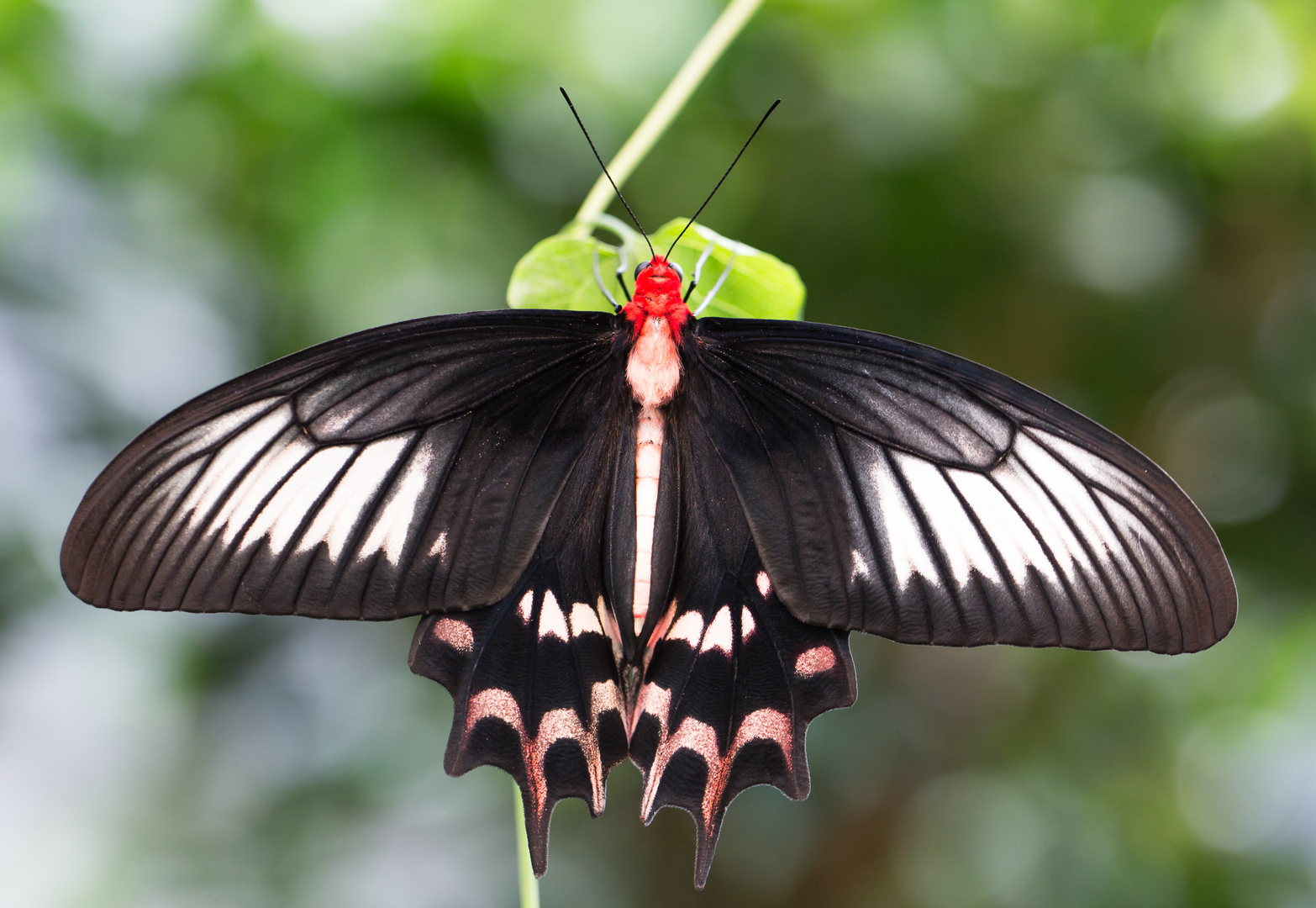 Schmetterling