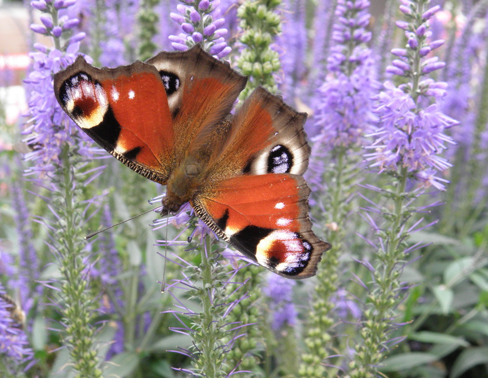 Schmetterling