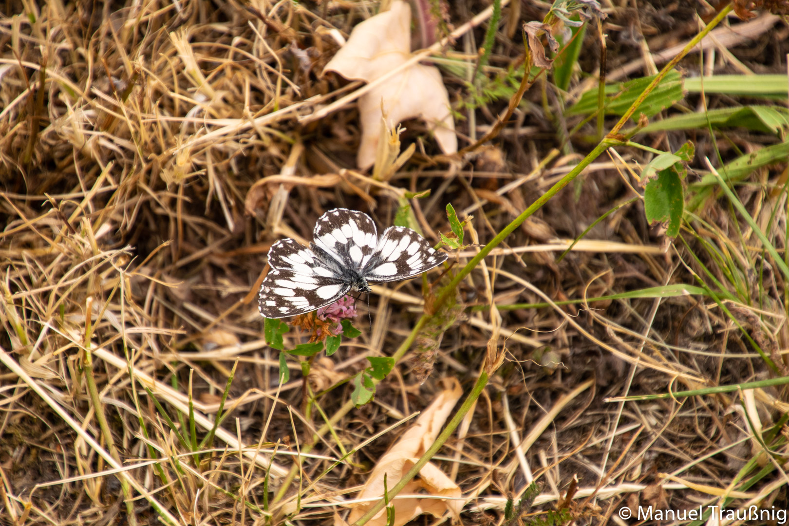 Schmetterling