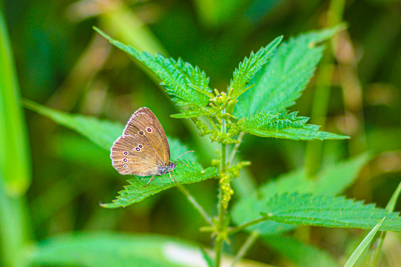 Schmetterling, ...