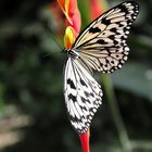 Schmetterling 21