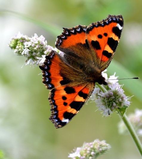 Schmetterling