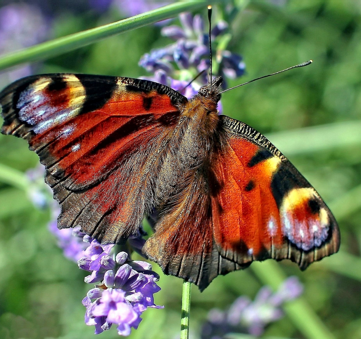 schmetterling