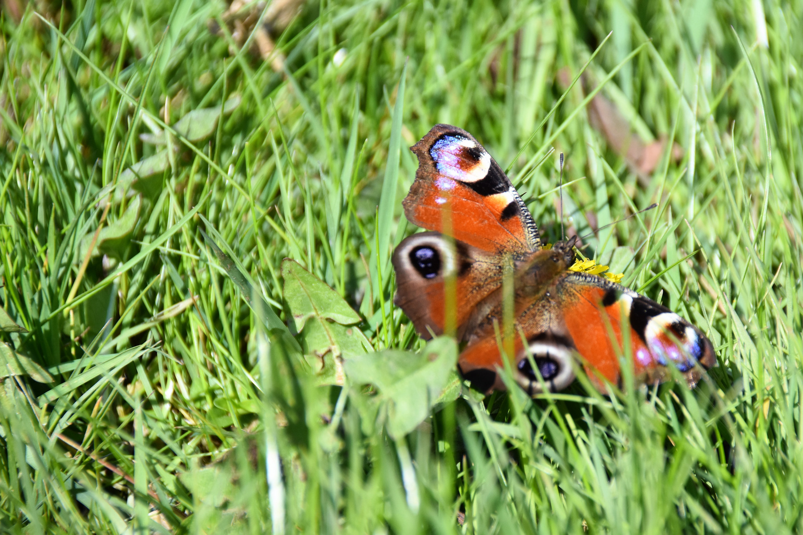 Schmetterling