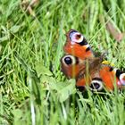 Schmetterling