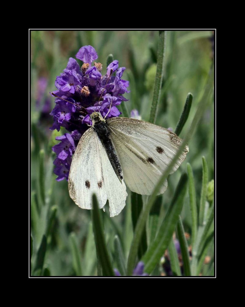 Schmetterling