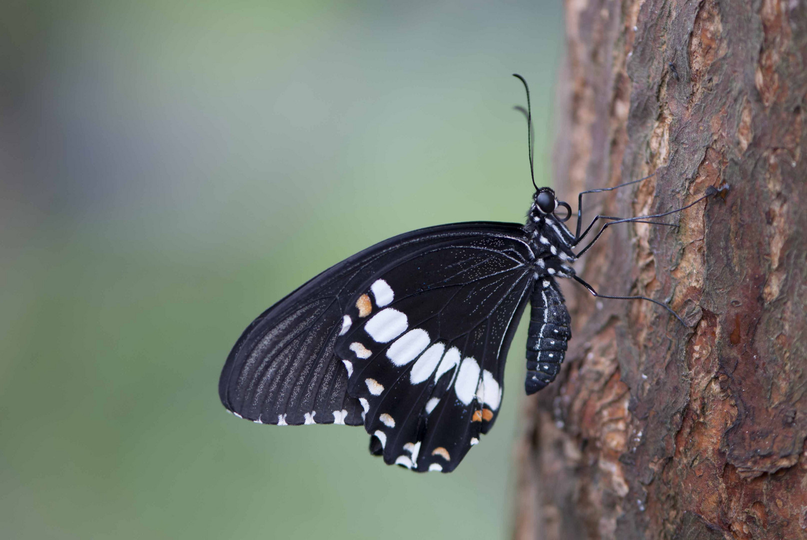 Schmetterling