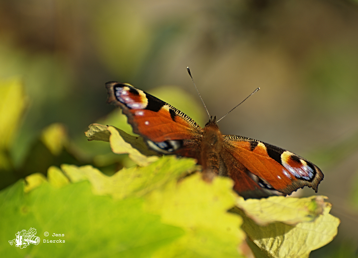 Schmetterling