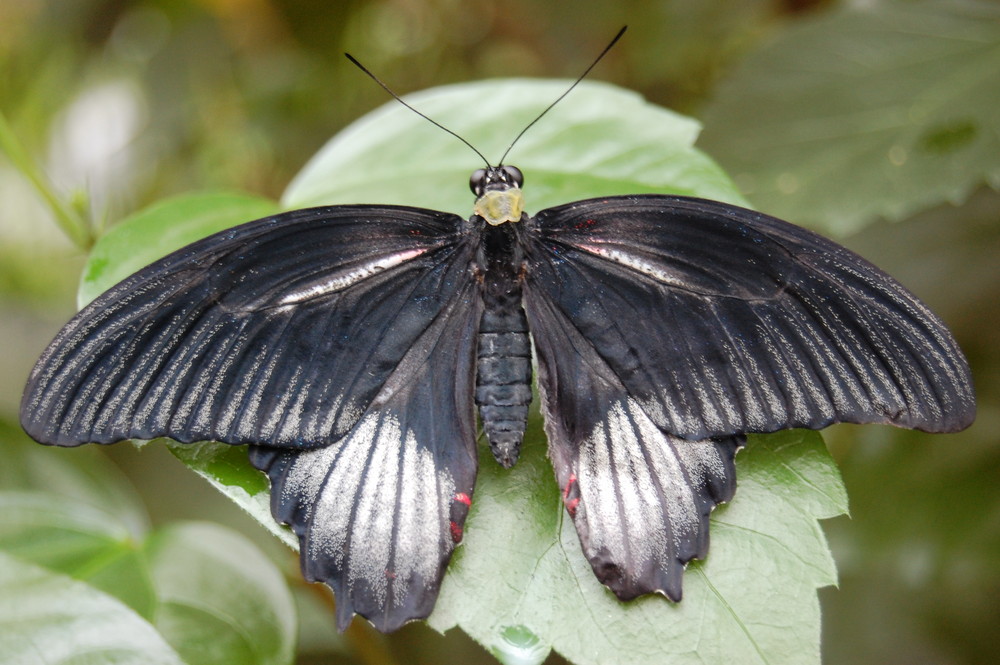 Schmetterling