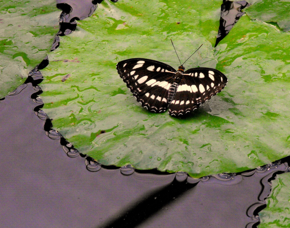 schmetterling