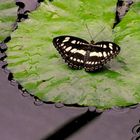 schmetterling