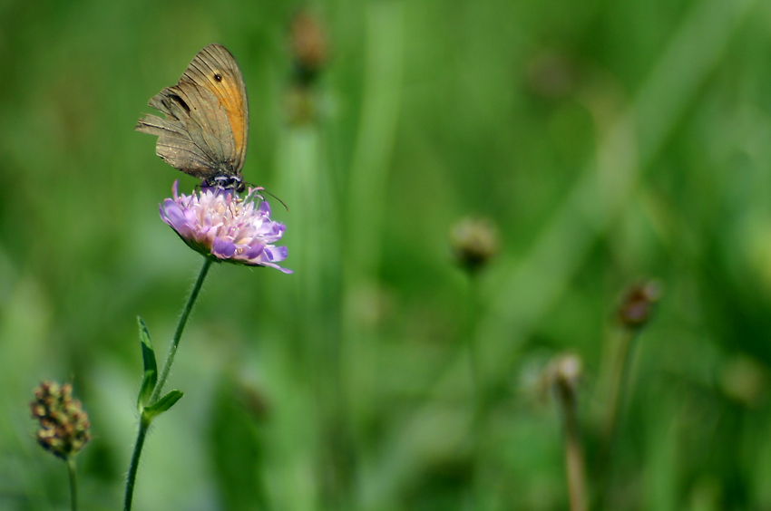 Schmetterling