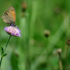 Schmetterling