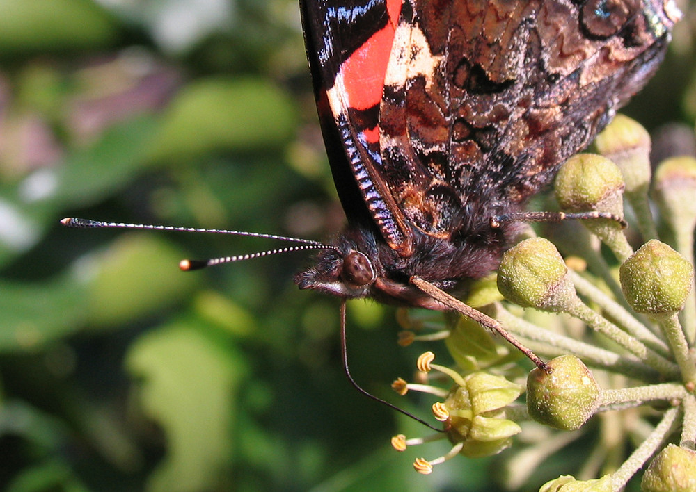 Schmetterling