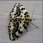 Schmetterling...