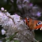 Schmetterling