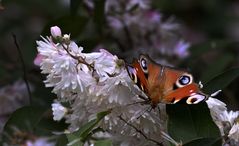 Schmetterling