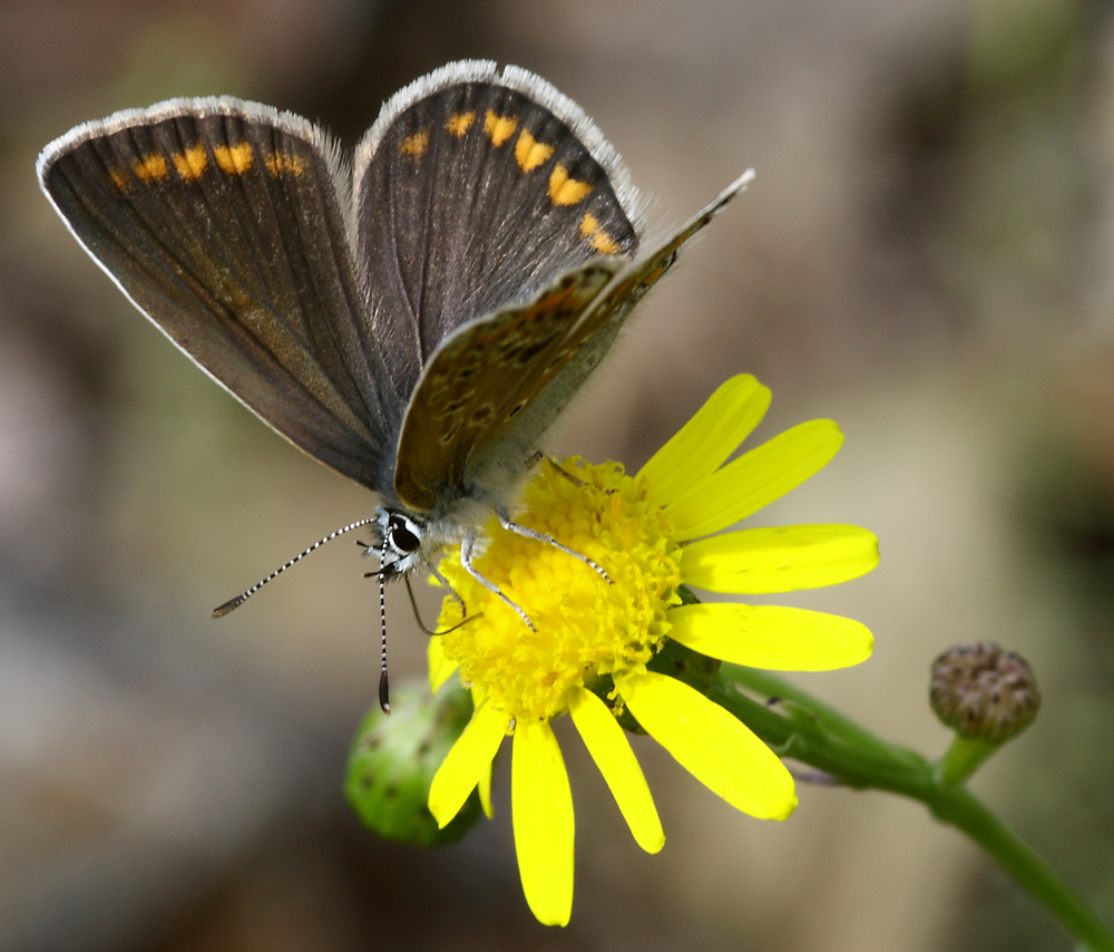 Schmetterling