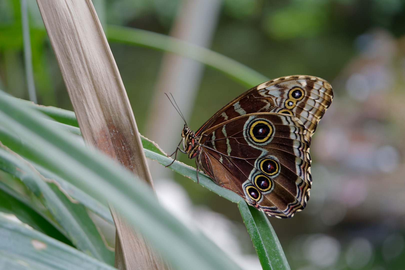 Schmetterling 2/3