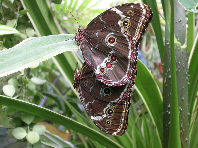 Schmetterling (2+3)